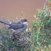 Penice belohrdla - mladý pták - Kreta 6830
